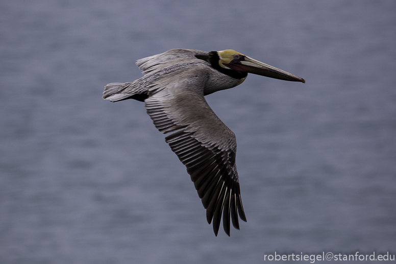 brown pelican